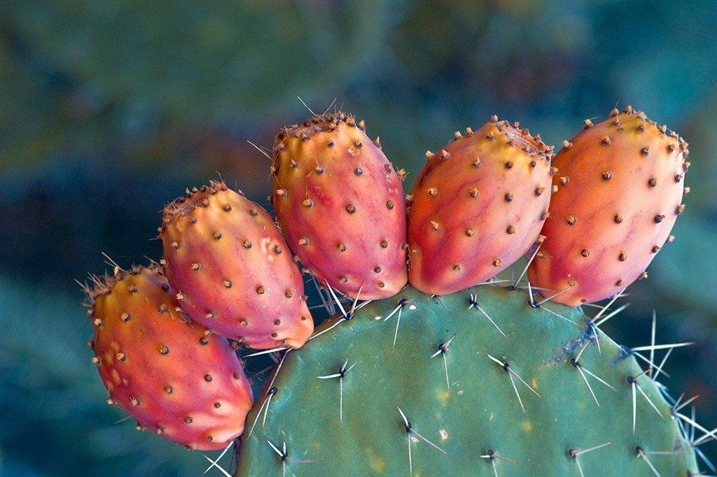 Η υψηλή διατροφική αξία των φραγκόσυκων