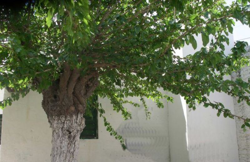 Ανέβηκε στη σκάλα να κλαδέψει τη μουριά και έχασε τη ζωή του
