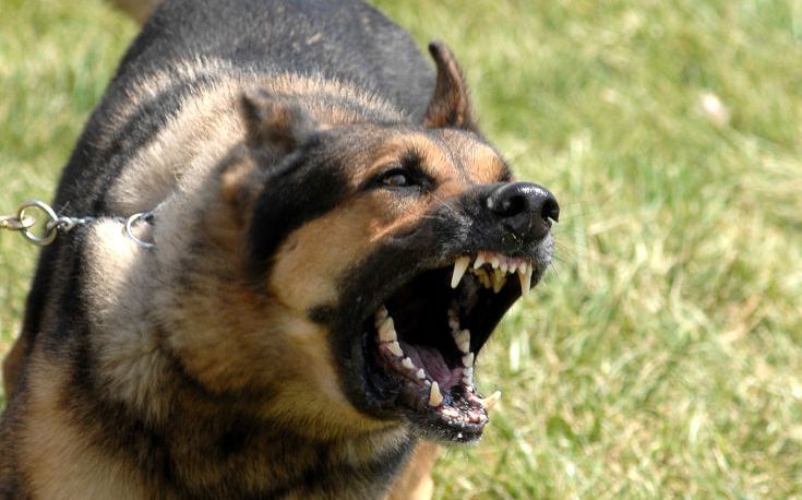 Οι ΗΠΑ σταματούν να στέλνουν σκυλιά που αντιμετωπίζουν εκρηκτικά στην Αίγυπτο και την Ιορδανία