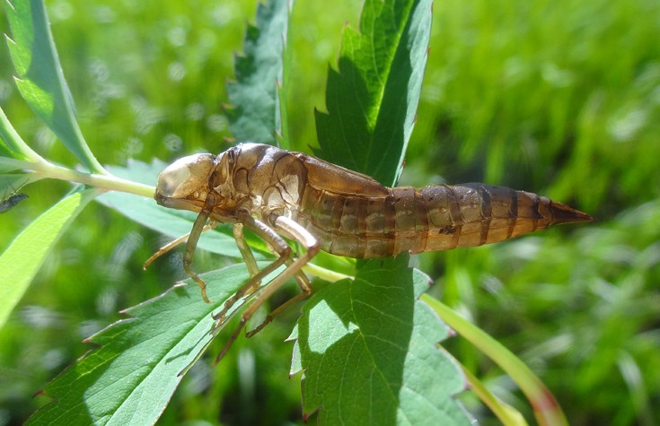 afnnfoojajatergstre4