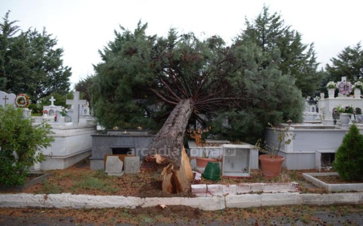 anemostiobilow-nerkrot_6 anemostiobilow-nerkrot_6