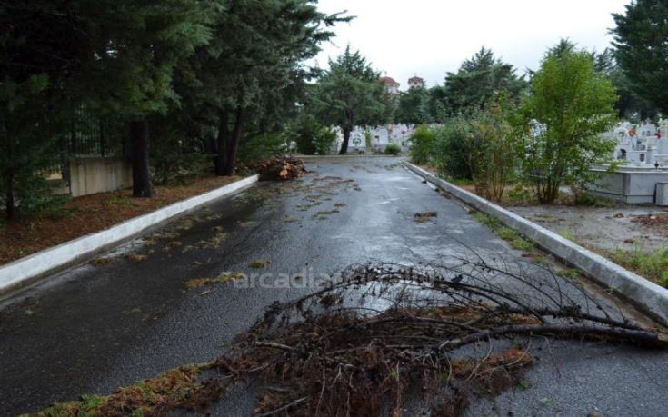 anemostiobilow-nerkrot_7 anemostiobilow-nerkrot_7