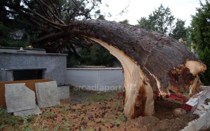 anemostiobilow-nerkrot_8 anemostiobilow-nerkrot_8