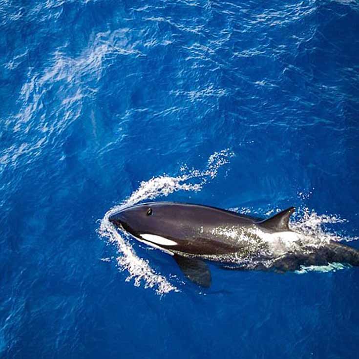 australia1 australia1