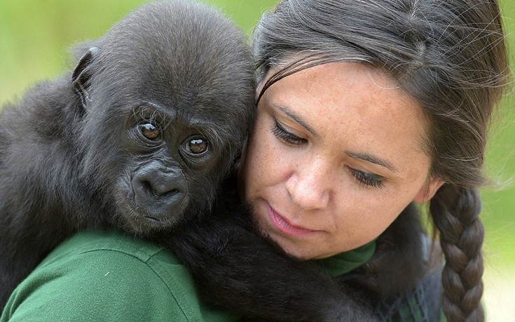 babygorilla001 babygorilla001