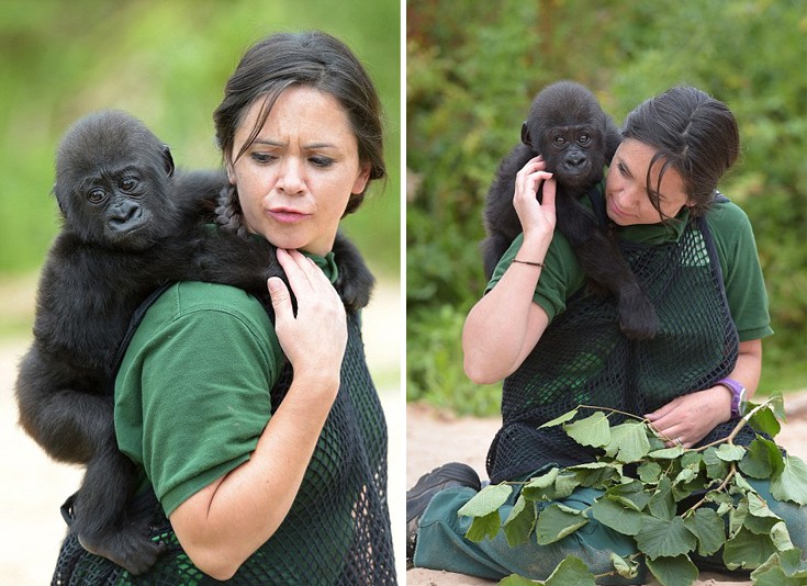 babygorilla2 babygorilla2