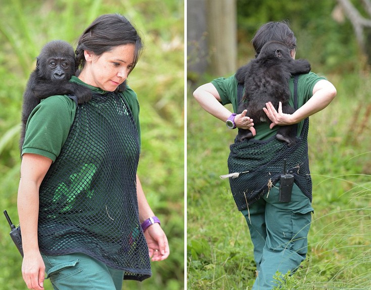 babygorilla4 babygorilla4