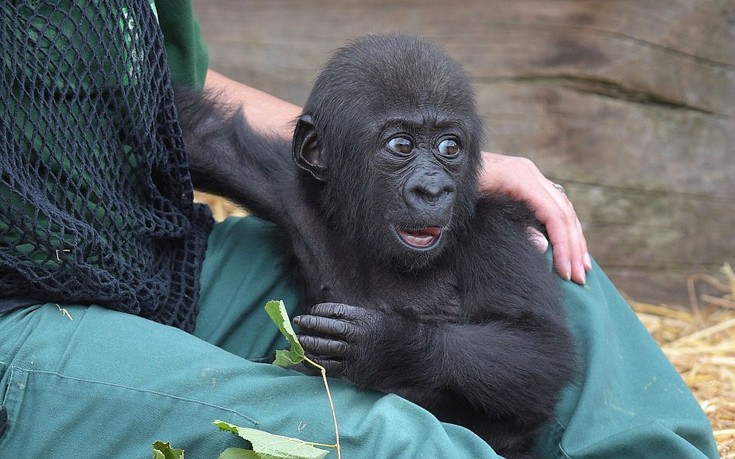 babygorilla5 babygorilla5