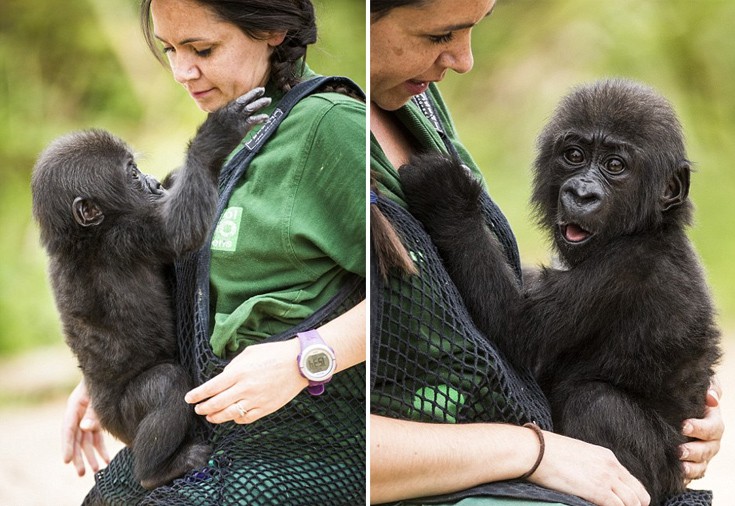 babygorilla6 babygorilla6