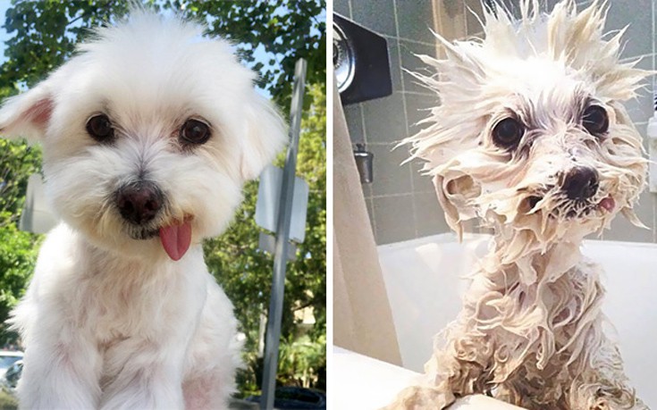 Απολαυστικές φωτογραφίες με σκύλους πριν και μετά το μπάνιο
