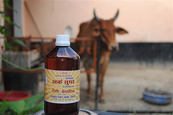 Ανθεί η «φαρμακευτική» με&#8230; ούρα αγελάδων στην Ινδία