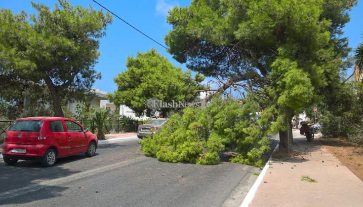 Δέντρο «έκοψε» στα δύο δρόμο στα Χανιά