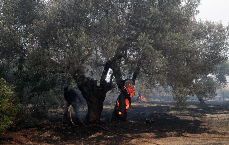 Σε κατάσταση έκτακτης ανάγκης θα κηρυχθεί η Λίμνη Ευβοίας