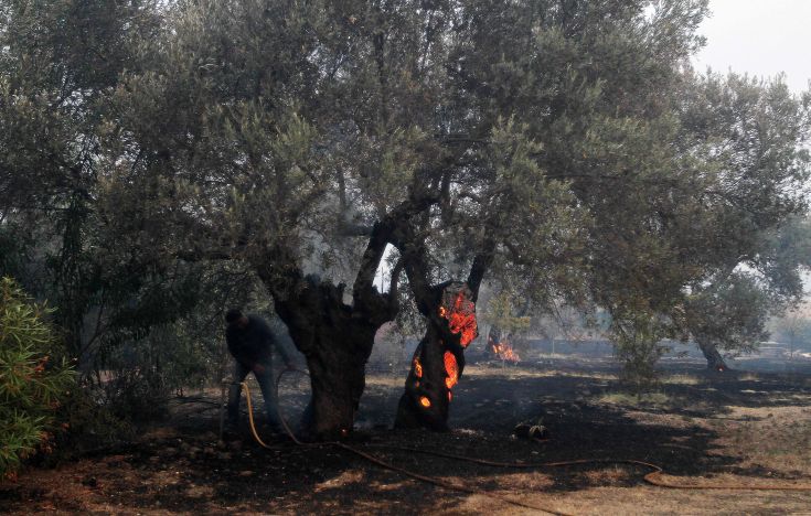 Δύο χρόνια φυλάκιση σε μελισσοκόμο για την πυρκαγιά στα Καλύβια Αττικής