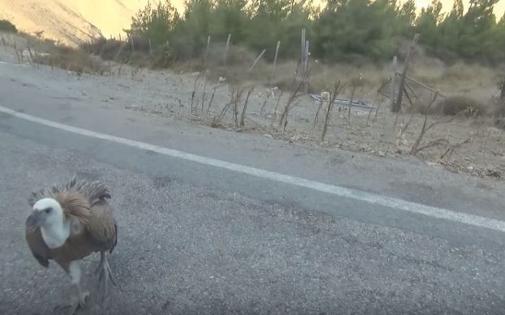 Γύπας κόβει βόλτες σε επαρχιακό δρόμο της Κρήτης