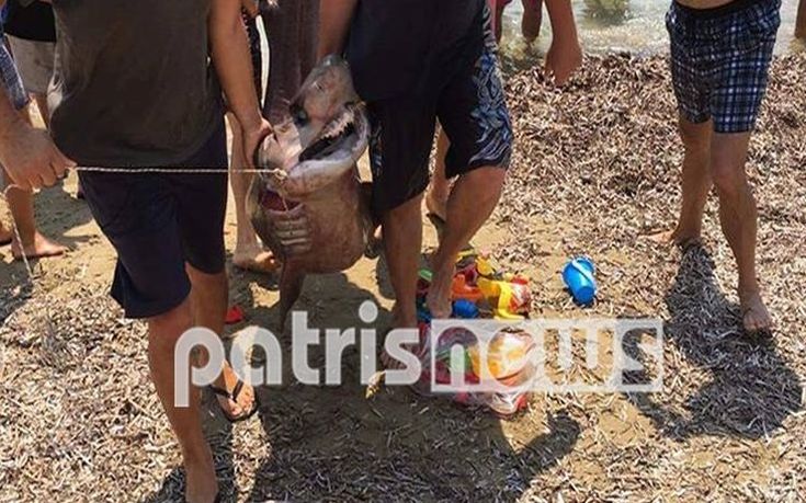 Καρχαριοειδή βγήκαν σε παραλία του Πύργου