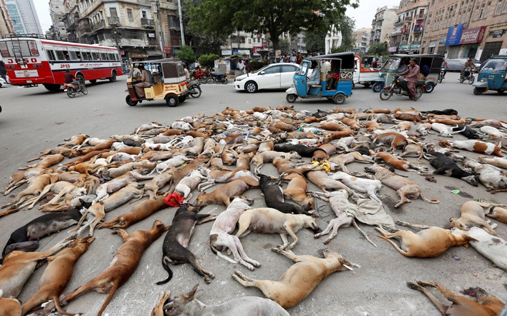 Οι αρχές του Πακιστάν σκότωσαν εκατοντάδες σκύλους με φόλες
