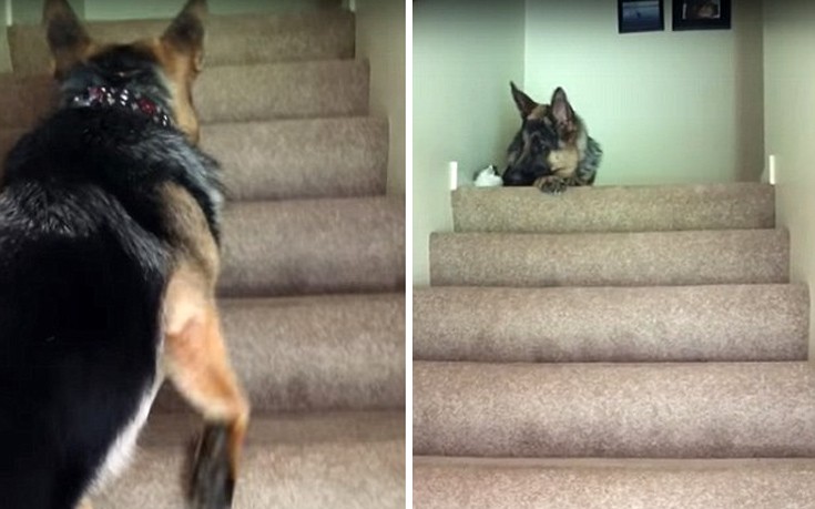 Γερμανικός ποιμενικός ανεβάζει μικροσκοπικό γατί στις σκάλες