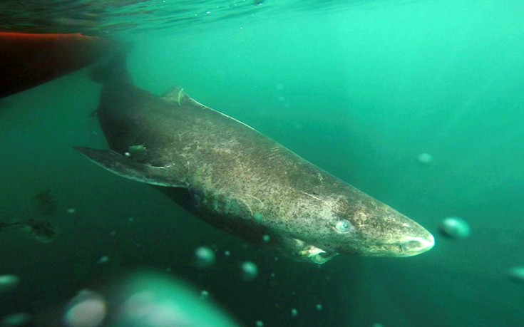 «Μαθουσάλες» αποδεικνύονται οι καρχαρίες της Γροιλανδίας