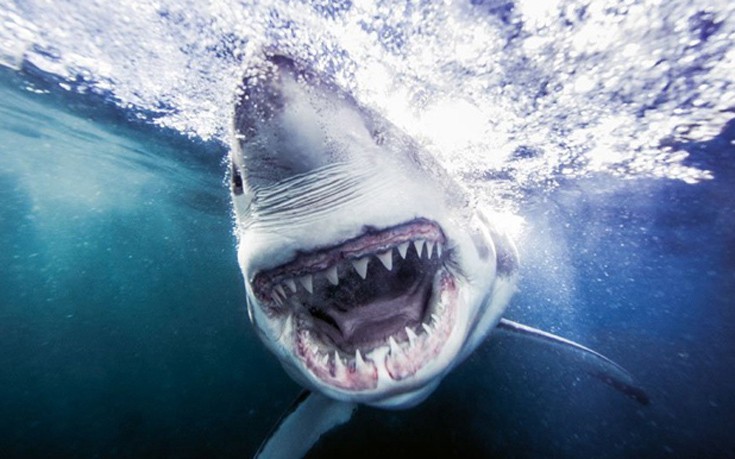 Φωτογράφος καταγράφει επί μία δεκαετία «πορτραίτα» καρχαριών