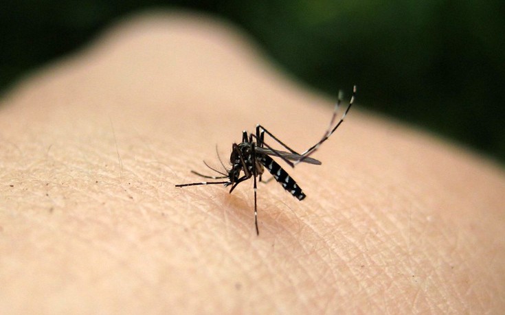 Κρούσμα ελονοσίας από τσίμπημα κουνουπιού
