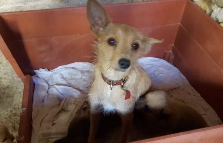 Πέταξαν τα κουτάβια της ζωντανά σε κάδο σκουπιδιών