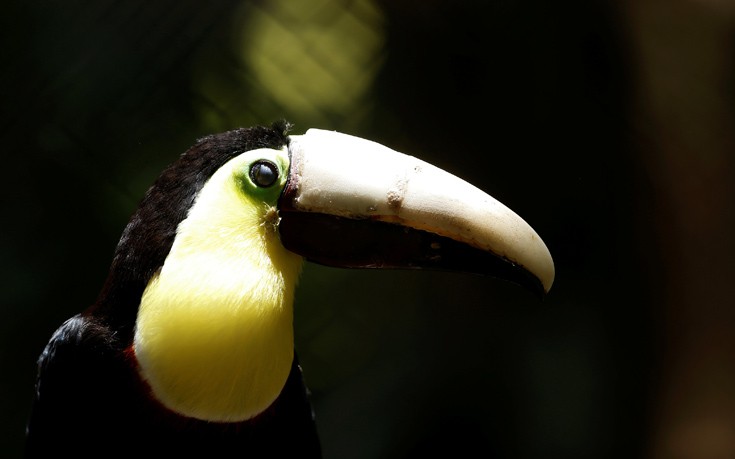 toucan2