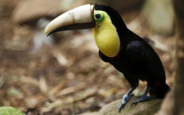 toucan4