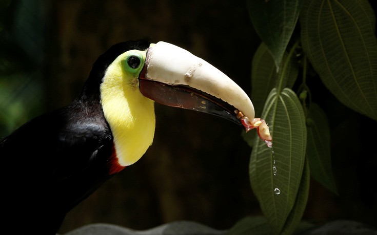 toucan5