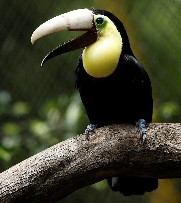 toucan6