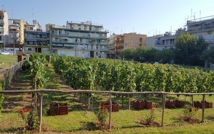 Τρύγισαν οι Θεσσαλονικείς στον αστικό αμπελώνα