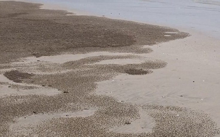 Καβουράκια-καλλιτέχνες «μεταμορφώνουν» την παραλία