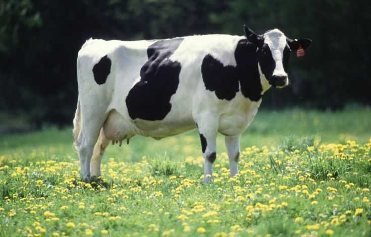 Η αγελάδα θα γίνει το μεγαλύτερο ζώο στην ξηρά