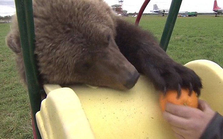 Ορφανό αρκουδάκι ζει σαν κατοικίδιο σε ρωσικό αεροδρόμιο