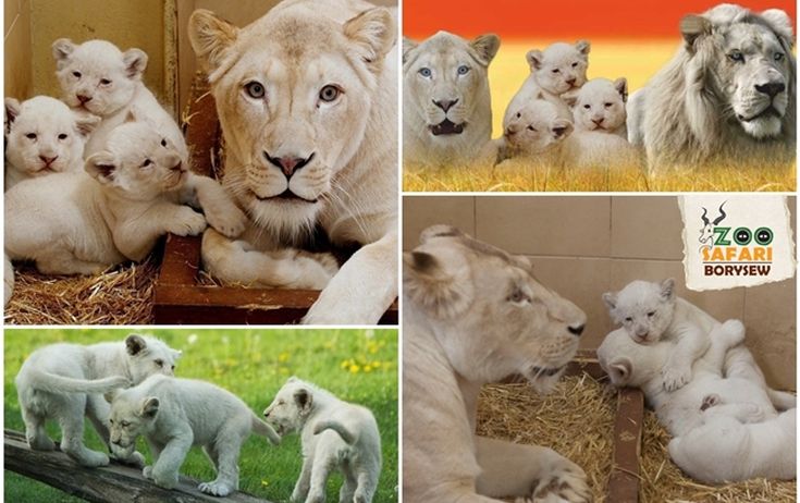 Πανέμορφα λευκά λιονταράκια γεννήθηκαν σε ζωολογικό κήπο
