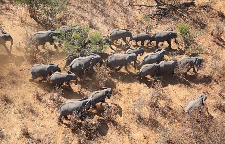 Προς εξαφάνιση βαίνουν οι αφρικανικοί ελέφαντες
