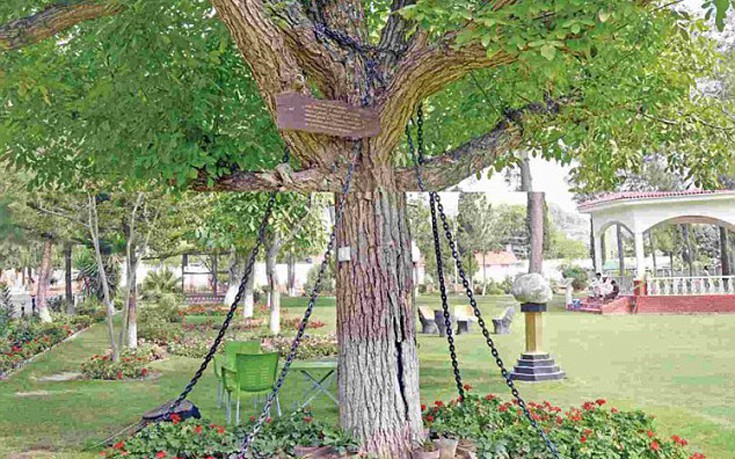 Το δέντρο του Πακιστάν που είναι αλυσοδεμένο από το 1898 για έναν παράξενο λόγο