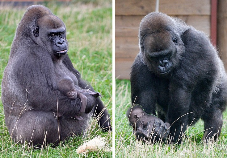 gorilla5 gorilla5