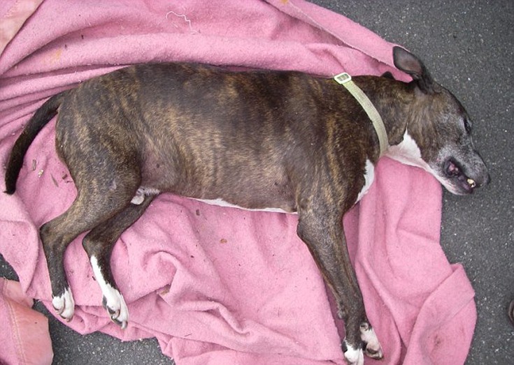 kskadyuay2 kskadyuay2