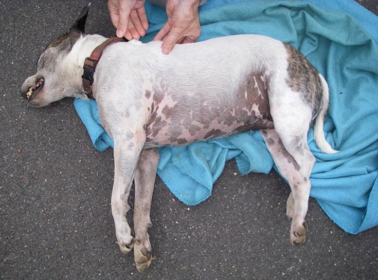 kskadyuay3 kskadyuay3