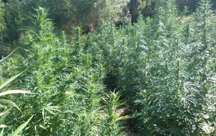 Κακουργηματικές διώξεις για τη χασισιφυτεία – γίγας στο Ηράκλειο