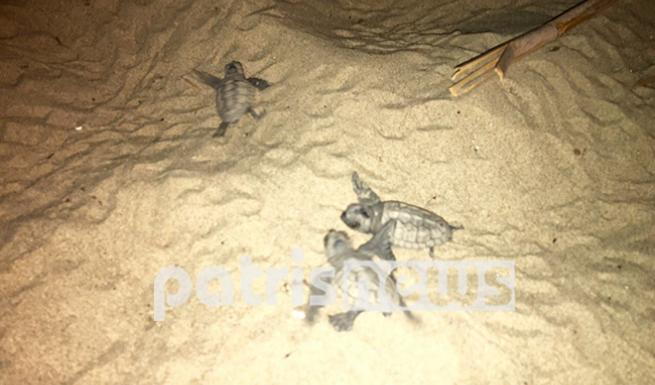 Πενήντα χελωνάκια πήραν το δρόμο προς τη θάλασσα στην Ηλεία