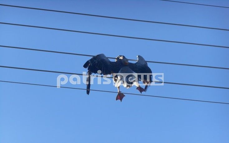 Χήνα υπέστη ηλεκτροπληξία στην Αμαλιάδα