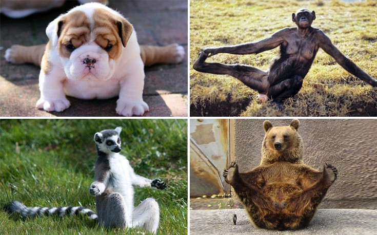 Απολαυστικές φωτογραφίες ζώων να κάνουν γιόγκα