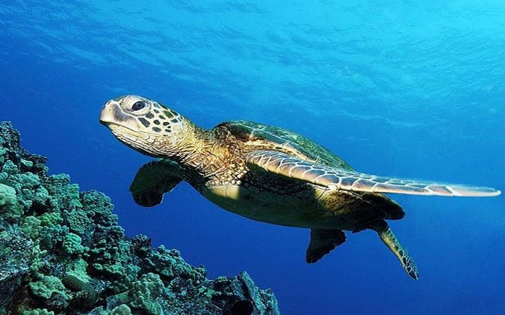 Απελευθέρωση θαλάσσιας χελώνας καρέτα καρέτα στο Ρέθυμνο
