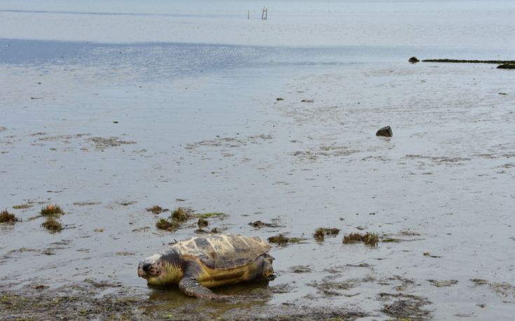 Η χελώνα «Ειρήνη» επέστρεψε στο φυσικό της περιβάλλον