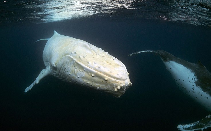 Σπάνια εμφάνιση εντυπωσιακής λευκής φάλαινας στην Αυστραλία