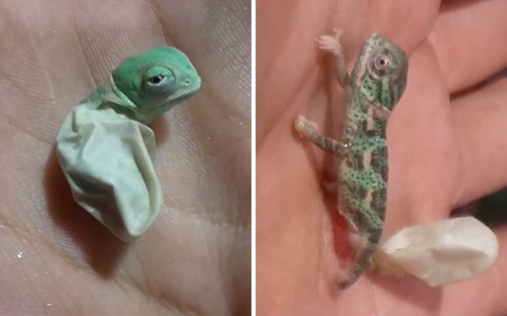 Η στιγμή που ένα μωρό χαμαιλέοντας αλλάζει χρώμα για πρώτη φορά στη ζωή του