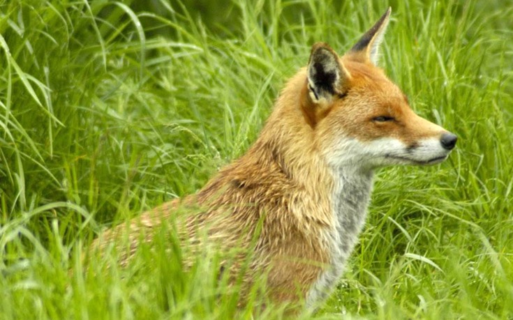 Κανένα κρούσμα λύσσας σε κόκκινη αλεπού στην Ελλάδα