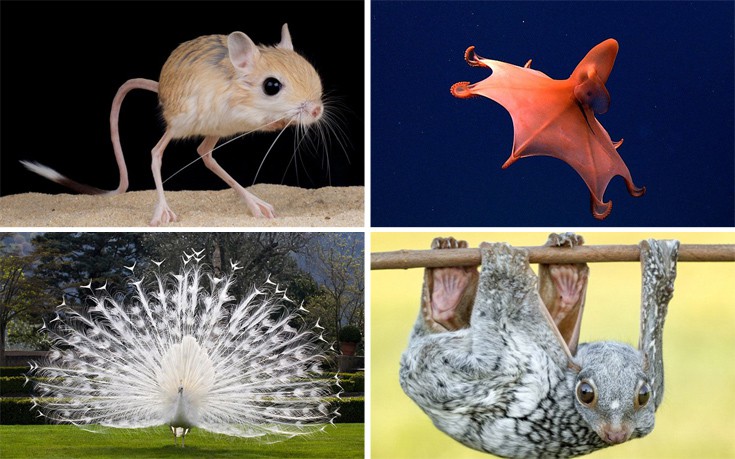 Παράξενα κι αλλόκοτα ζώα για τα οποία πιθανώς δεν έχουμε ξανακούσει